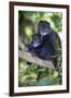 Africa. Tanzania. Blue Monkey female with baby at Arusha National Park.-Ralph H. Bendjebar-Framed Photographic Print