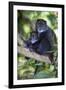 Africa. Tanzania. Blue Monkey female with baby at Arusha National Park.-Ralph H. Bendjebar-Framed Photographic Print