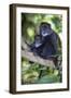 Africa. Tanzania. Blue Monkey female with baby at Arusha National Park.-Ralph H. Bendjebar-Framed Photographic Print