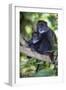 Africa. Tanzania. Blue Monkey female with baby at Arusha National Park.-Ralph H. Bendjebar-Framed Photographic Print
