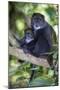 Africa. Tanzania. Blue Monkey female with baby at Arusha National Park.-Ralph H. Bendjebar-Mounted Photographic Print