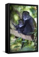 Africa. Tanzania. Blue Monkey female with baby at Arusha National Park.-Ralph H. Bendjebar-Framed Stretched Canvas