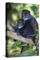 Africa. Tanzania. Blue Monkey female with baby at Arusha National Park.-Ralph H. Bendjebar-Stretched Canvas