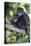 Africa. Tanzania. Blue Monkey female with baby at Arusha National Park.-Ralph H. Bendjebar-Stretched Canvas