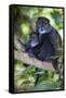 Africa. Tanzania. Blue Monkey female with baby at Arusha National Park.-Ralph H. Bendjebar-Framed Stretched Canvas