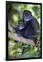 Africa. Tanzania. Blue Monkey female with baby at Arusha National Park.-Ralph H. Bendjebar-Framed Photographic Print