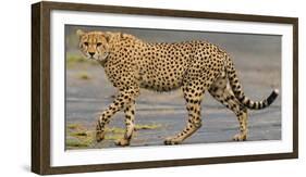 Africa. Tanzania. Cheetah at Ndutu, Serengeti National Park.-Ralph H. Bendjebar-Framed Photographic Print