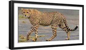 Africa. Tanzania. Cheetah at Ndutu, Serengeti National Park.-Ralph H. Bendjebar-Framed Photographic Print