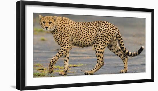 Africa. Tanzania. Cheetah at Ndutu, Serengeti National Park.-Ralph H. Bendjebar-Framed Photographic Print