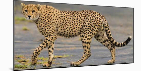 Africa. Tanzania. Cheetah at Ndutu, Serengeti National Park.-Ralph H. Bendjebar-Mounted Photographic Print