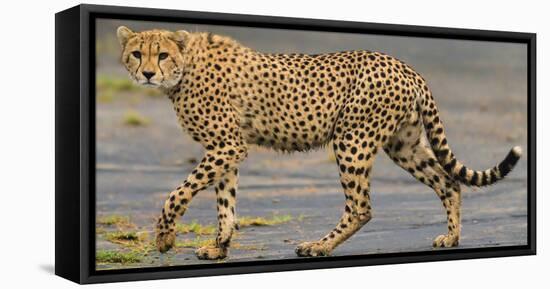 Africa. Tanzania. Cheetah at Ndutu, Serengeti National Park.-Ralph H. Bendjebar-Framed Stretched Canvas