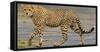 Africa. Tanzania. Cheetah at Ndutu, Serengeti National Park.-Ralph H. Bendjebar-Framed Stretched Canvas