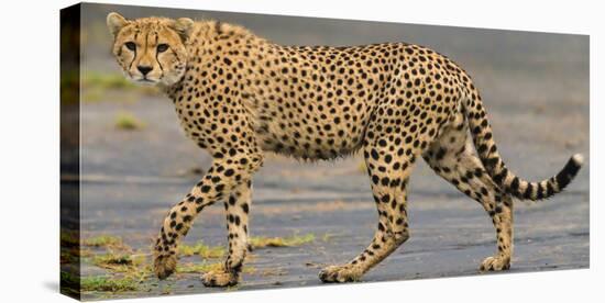 Africa. Tanzania. Cheetah at Ndutu, Serengeti National Park.-Ralph H. Bendjebar-Stretched Canvas