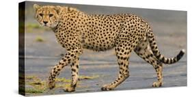Africa. Tanzania. Cheetah at Ndutu, Serengeti National Park.-Ralph H. Bendjebar-Stretched Canvas