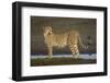 Africa. Tanzania. Cheetah at Ndutu, Serengeti National Park.-Ralph H. Bendjebar-Framed Photographic Print