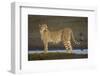 Africa. Tanzania. Cheetah at Ndutu, Serengeti National Park.-Ralph H. Bendjebar-Framed Photographic Print