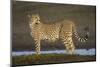 Africa. Tanzania. Cheetah at Ndutu, Serengeti National Park.-Ralph H. Bendjebar-Mounted Photographic Print