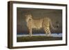 Africa. Tanzania. Cheetah at Ndutu, Serengeti National Park.-Ralph H. Bendjebar-Framed Photographic Print