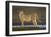 Africa. Tanzania. Cheetah at Ndutu, Serengeti National Park.-Ralph H. Bendjebar-Framed Photographic Print