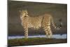 Africa. Tanzania. Cheetah at Ndutu, Serengeti National Park.-Ralph H. Bendjebar-Mounted Photographic Print