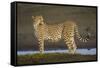 Africa. Tanzania. Cheetah at Ndutu, Serengeti National Park.-Ralph H. Bendjebar-Framed Stretched Canvas