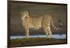 Africa. Tanzania. Cheetah at Ndutu, Serengeti National Park.-Ralph H. Bendjebar-Framed Photographic Print