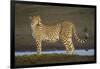 Africa. Tanzania. Cheetah at Ndutu, Serengeti National Park.-Ralph H. Bendjebar-Framed Photographic Print