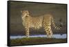 Africa. Tanzania. Cheetah at Ndutu, Serengeti National Park.-Ralph H. Bendjebar-Framed Stretched Canvas