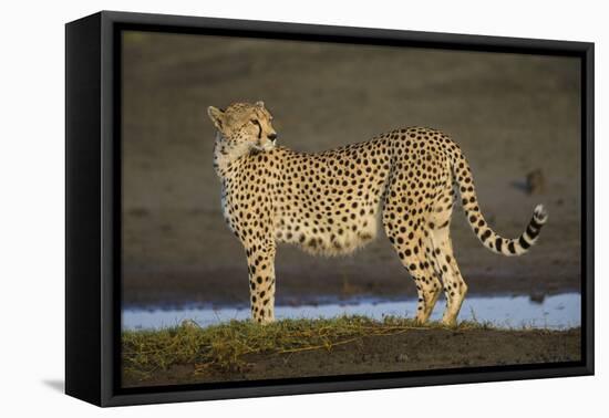Africa. Tanzania. Cheetah at Ndutu, Serengeti National Park.-Ralph H. Bendjebar-Framed Stretched Canvas