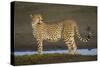 Africa. Tanzania. Cheetah at Ndutu, Serengeti National Park.-Ralph H. Bendjebar-Stretched Canvas