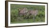 Africa. Tanzania. Cheetah hunting on the plains of the Serengeti, Serengeti National Park.-Ralph H. Bendjebar-Framed Photographic Print