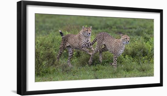 Africa. Tanzania. Cheetah hunting on the plains of the Serengeti, Serengeti National Park.-Ralph H. Bendjebar-Framed Photographic Print