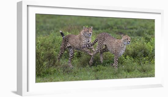 Africa. Tanzania. Cheetah hunting on the plains of the Serengeti, Serengeti National Park.-Ralph H. Bendjebar-Framed Photographic Print