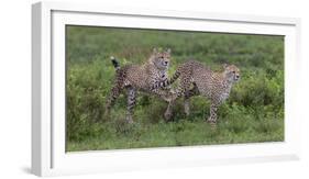 Africa. Tanzania. Cheetah hunting on the plains of the Serengeti, Serengeti National Park.-Ralph H. Bendjebar-Framed Photographic Print