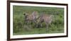 Africa. Tanzania. Cheetah hunting on the plains of the Serengeti, Serengeti National Park.-Ralph H. Bendjebar-Framed Photographic Print