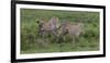 Africa. Tanzania. Cheetah hunting on the plains of the Serengeti, Serengeti National Park.-Ralph H. Bendjebar-Framed Photographic Print