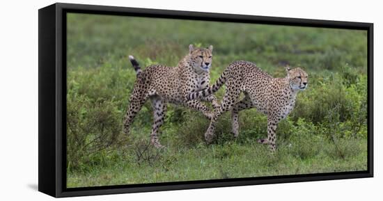 Africa. Tanzania. Cheetah hunting on the plains of the Serengeti, Serengeti National Park.-Ralph H. Bendjebar-Framed Stretched Canvas