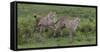 Africa. Tanzania. Cheetah hunting on the plains of the Serengeti, Serengeti National Park.-Ralph H. Bendjebar-Framed Stretched Canvas