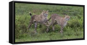 Africa. Tanzania. Cheetah hunting on the plains of the Serengeti, Serengeti National Park.-Ralph H. Bendjebar-Framed Stretched Canvas