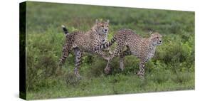 Africa. Tanzania. Cheetah hunting on the plains of the Serengeti, Serengeti National Park.-Ralph H. Bendjebar-Stretched Canvas