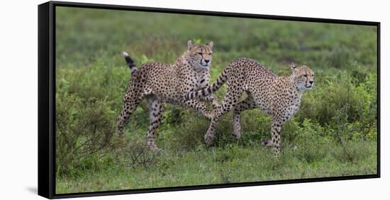 Africa. Tanzania. Cheetah hunting on the plains of the Serengeti, Serengeti National Park.-Ralph H. Bendjebar-Framed Stretched Canvas