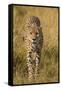 Africa. Tanzania. Cheetah hunting on the plains of the Serengeti, Serengeti National Park.-Ralph H. Bendjebar-Framed Stretched Canvas