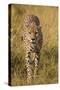 Africa. Tanzania. Cheetah hunting on the plains of the Serengeti, Serengeti National Park.-Ralph H. Bendjebar-Stretched Canvas