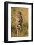 Africa. Tanzania. Cheetah hunting on the plains of the Serengeti, Serengeti National Park.-Ralph H. Bendjebar-Framed Photographic Print