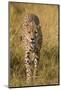 Africa. Tanzania. Cheetah hunting on the plains of the Serengeti, Serengeti National Park.-Ralph H. Bendjebar-Mounted Photographic Print