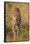 Africa. Tanzania. Cheetah hunting on the plains of the Serengeti, Serengeti National Park.-Ralph H. Bendjebar-Framed Stretched Canvas