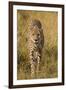 Africa. Tanzania. Cheetah hunting on the plains of the Serengeti, Serengeti National Park.-Ralph H. Bendjebar-Framed Premium Photographic Print