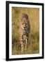 Africa. Tanzania. Cheetah hunting on the plains of the Serengeti, Serengeti National Park.-Ralph H. Bendjebar-Framed Premium Photographic Print