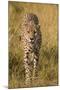 Africa. Tanzania. Cheetah hunting on the plains of the Serengeti, Serengeti National Park.-Ralph H. Bendjebar-Mounted Premium Photographic Print