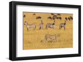 Africa. Tanzania. Cheetah hunting on the plains of the Serengeti, Serengeti National Park.-Ralph H. Bendjebar-Framed Photographic Print